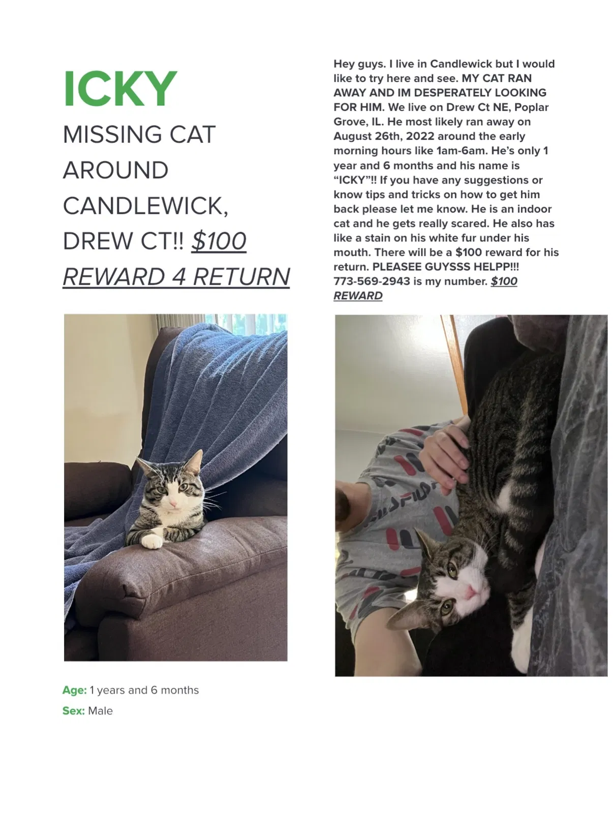 Lost cat in Poplar Grove, IL, 61065