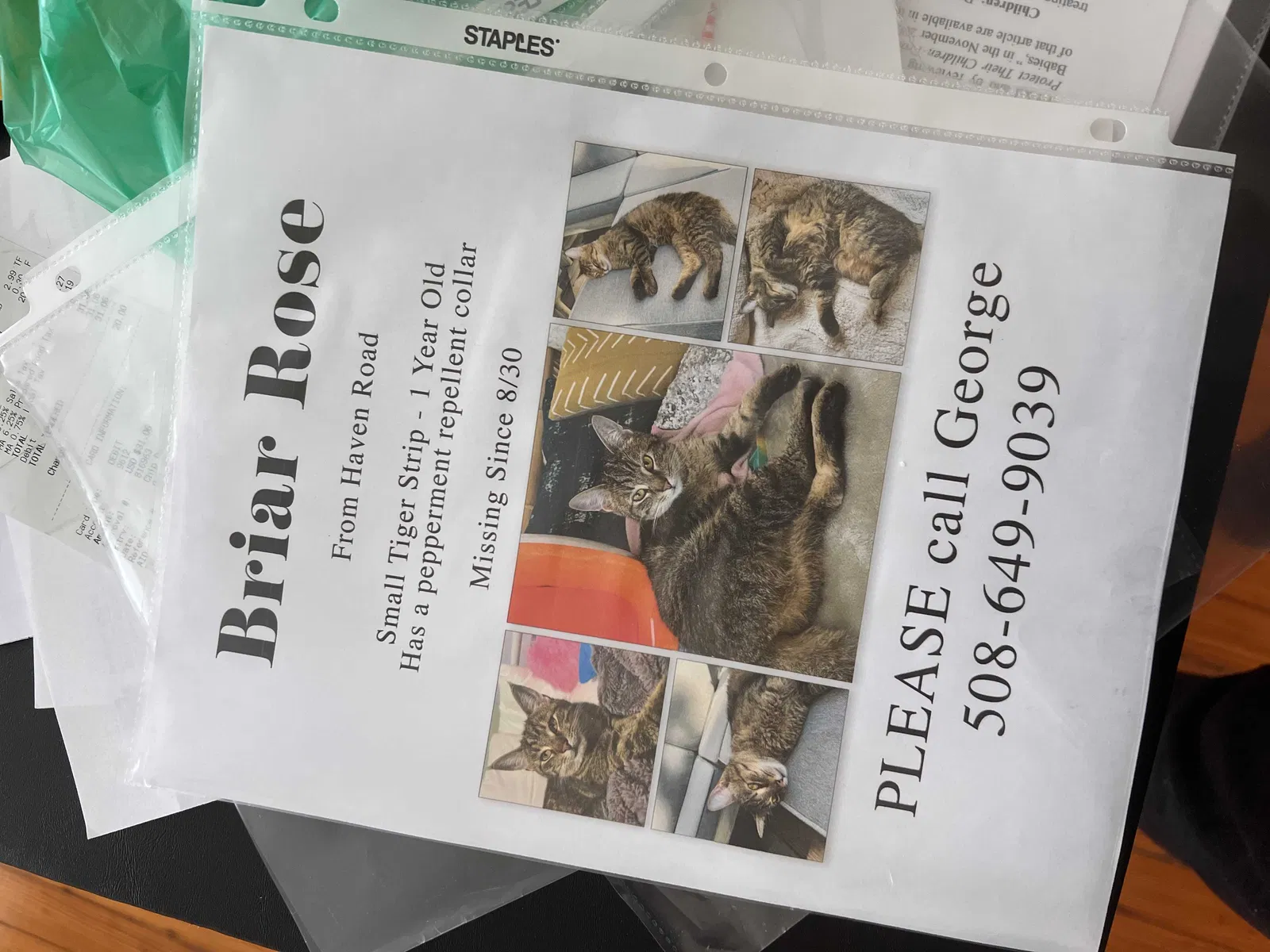 Lost cat in Plymouth, MA, 2360