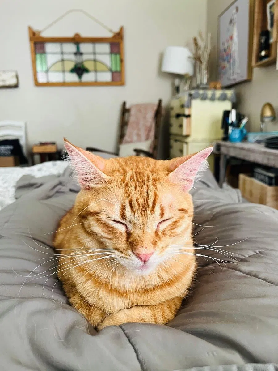 Lost cat in Mandeville, LA, 70448