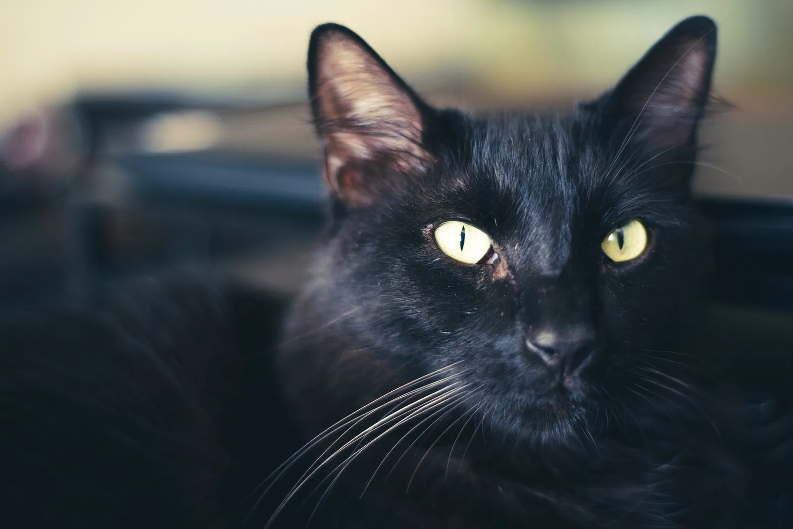 Lost cat in Liberty Hill, TX, 78642