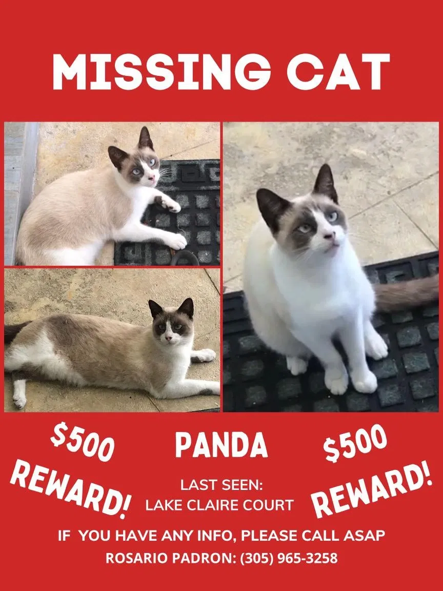 Lost cat in Hialeah, FL, 33014