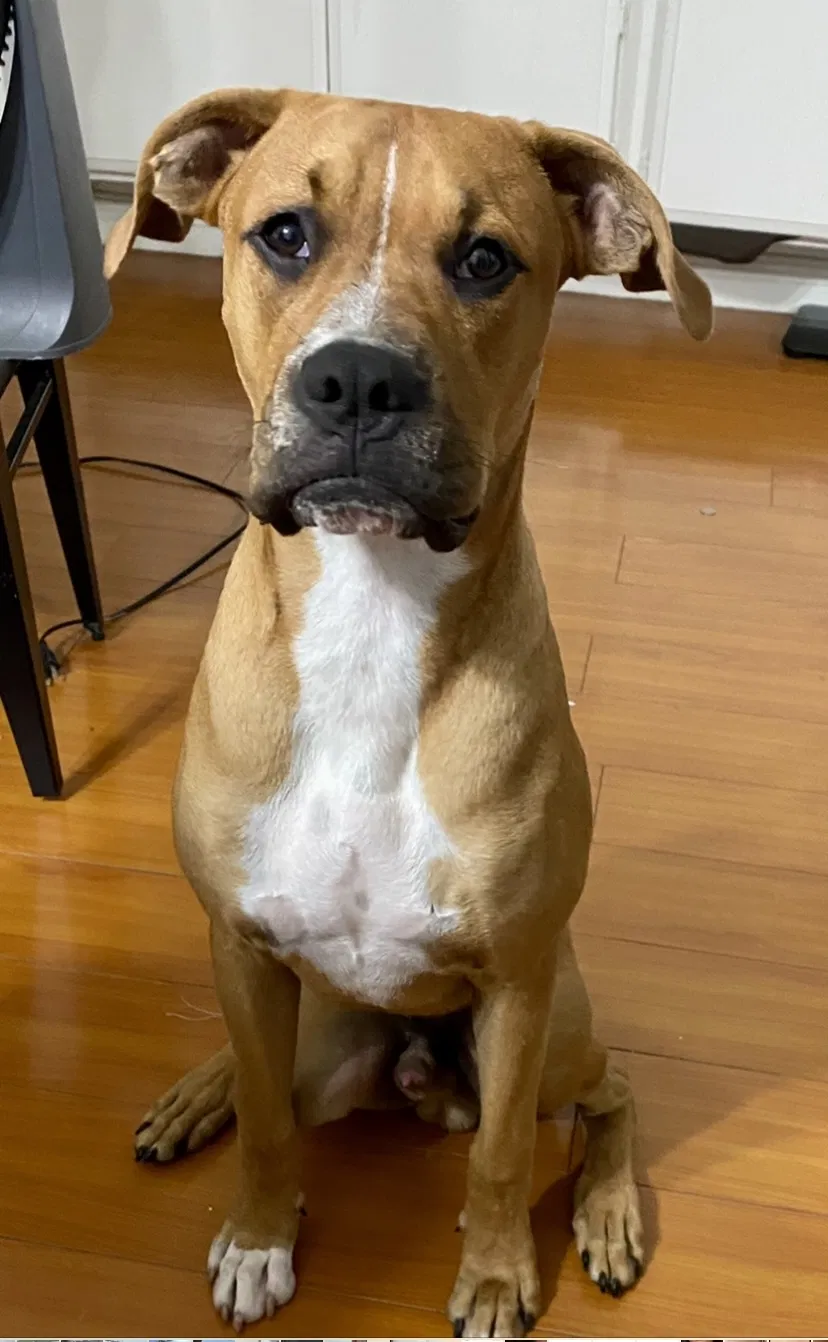 Lost dog in Garden Grove, CA, 92843