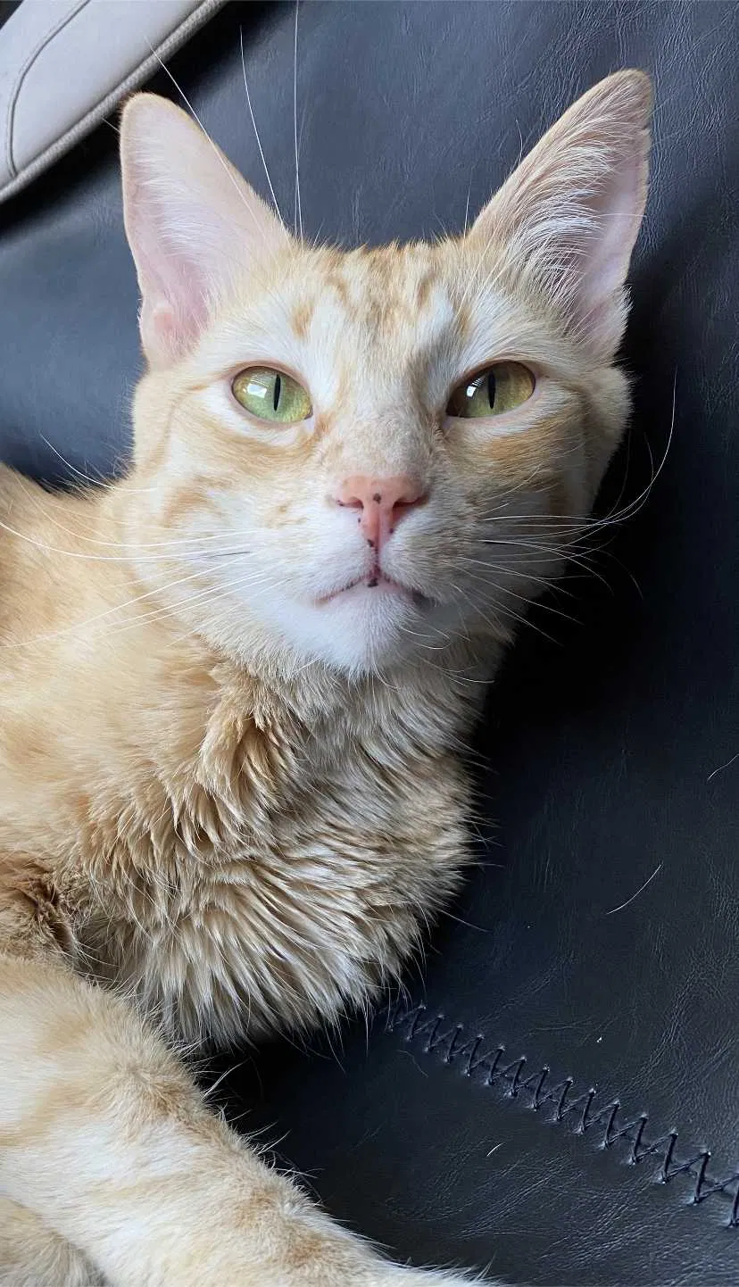 Lost cat in Spring, TX, 77386