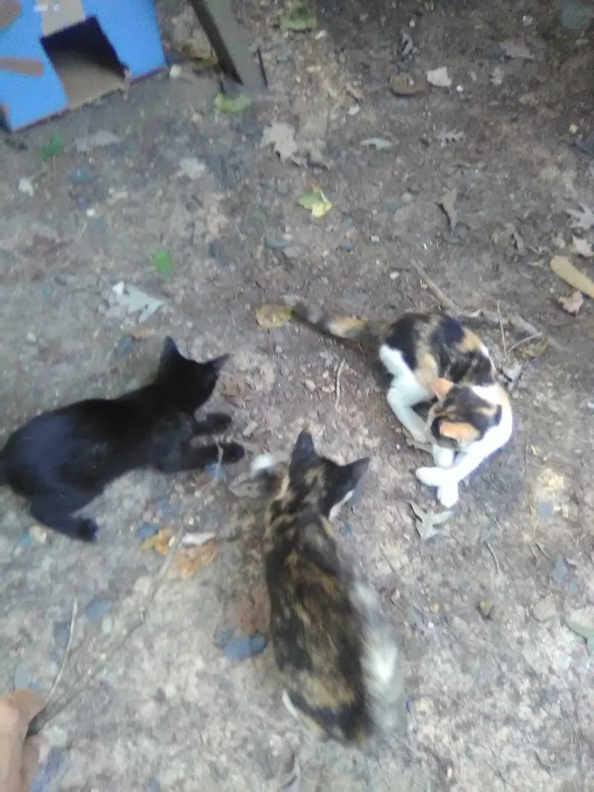 Found cat in Franklinville, NC, 27248