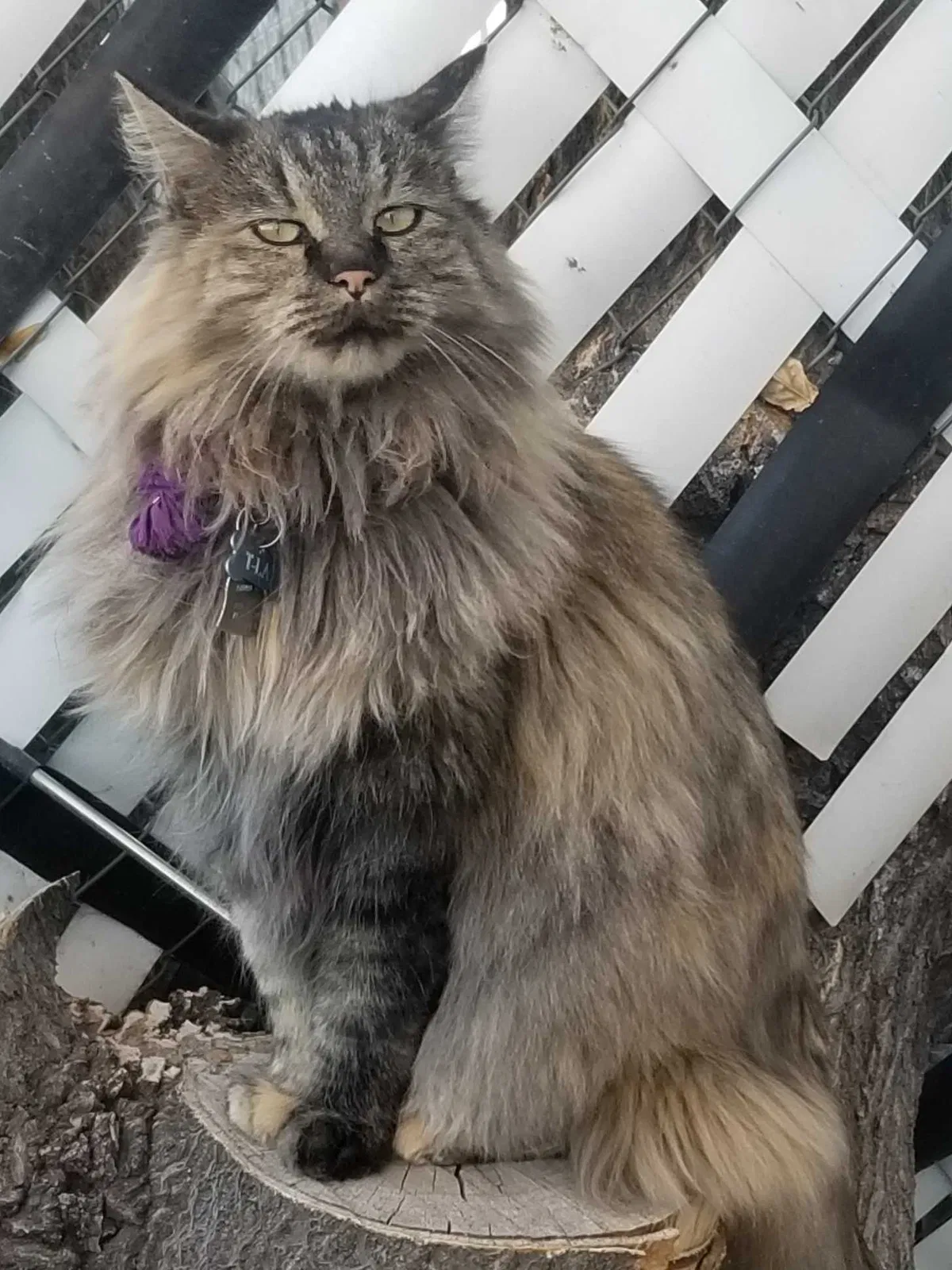 Lost cat in Pueblo, CO, 81003