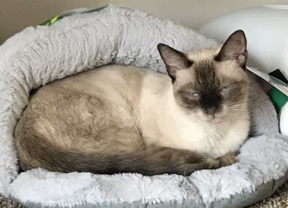 Lost cat in Las Vegas, NV, 89117