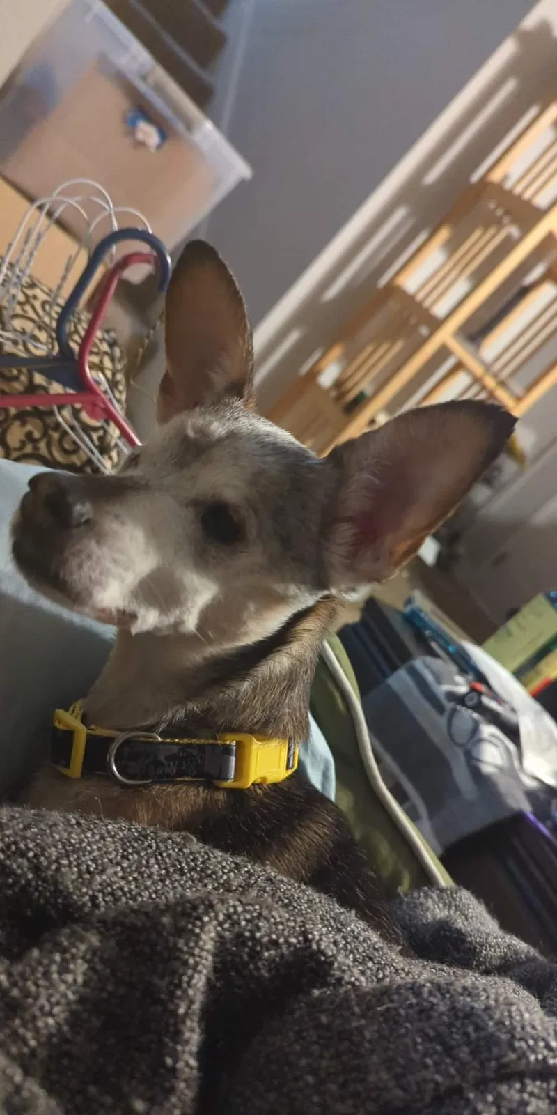 Lost dog in Cartersville, GA, 30120