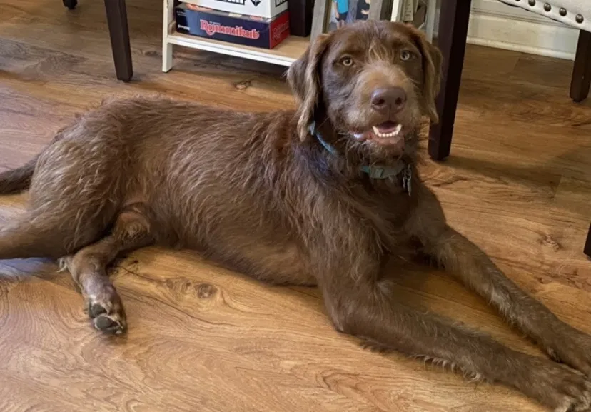 Lost dog in Mobile, AL, 36695