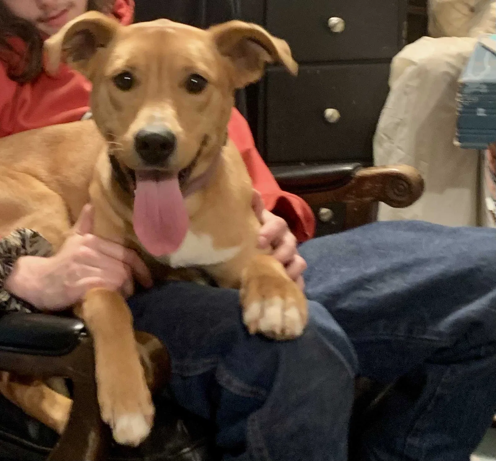 Lost dog in Gainesville, GA, 30504