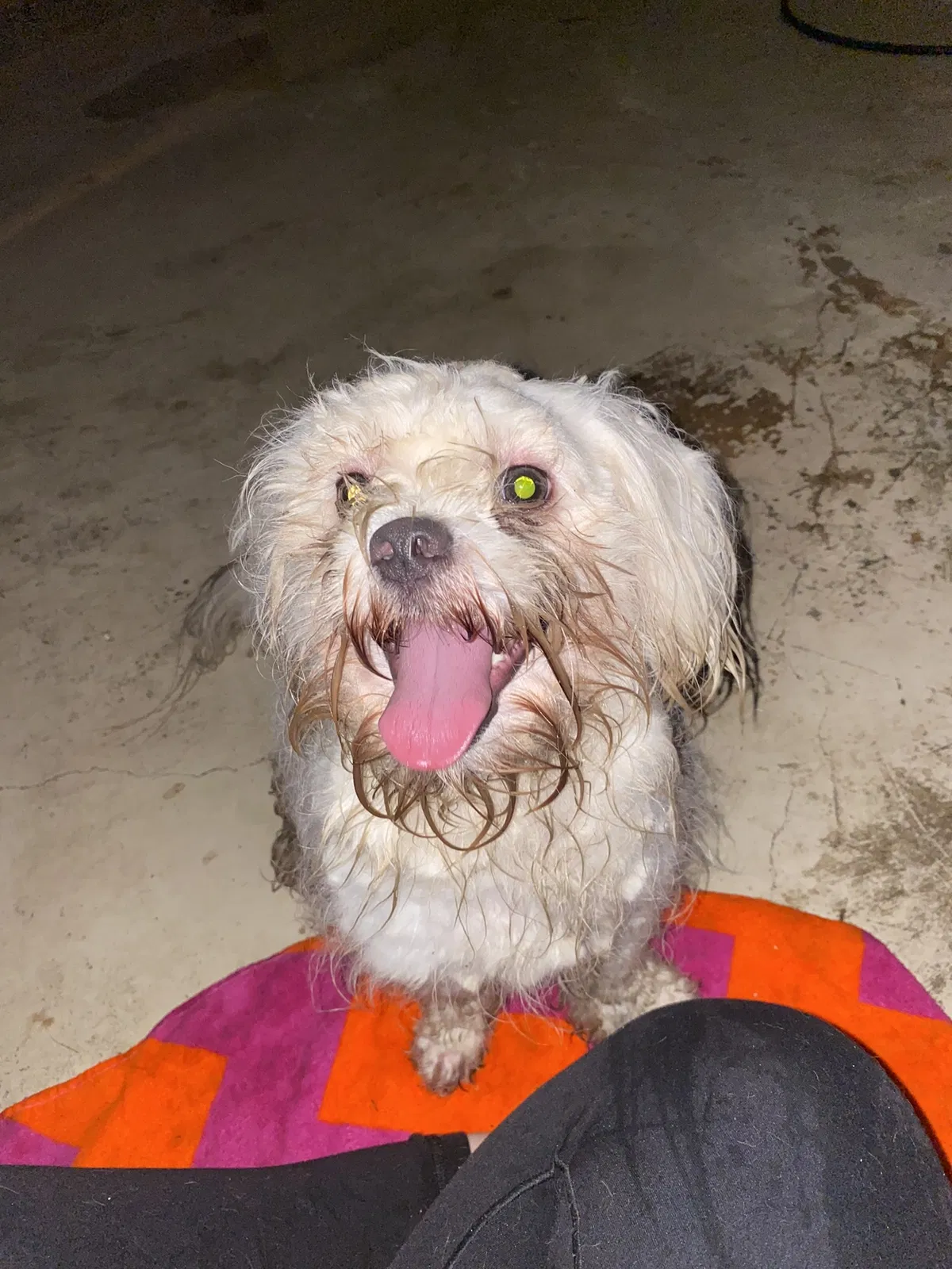 Found dog in Memphis, TN, 38122