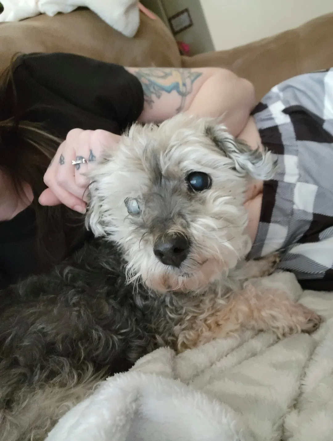 Lost dog in Smithfield, VA, 23430