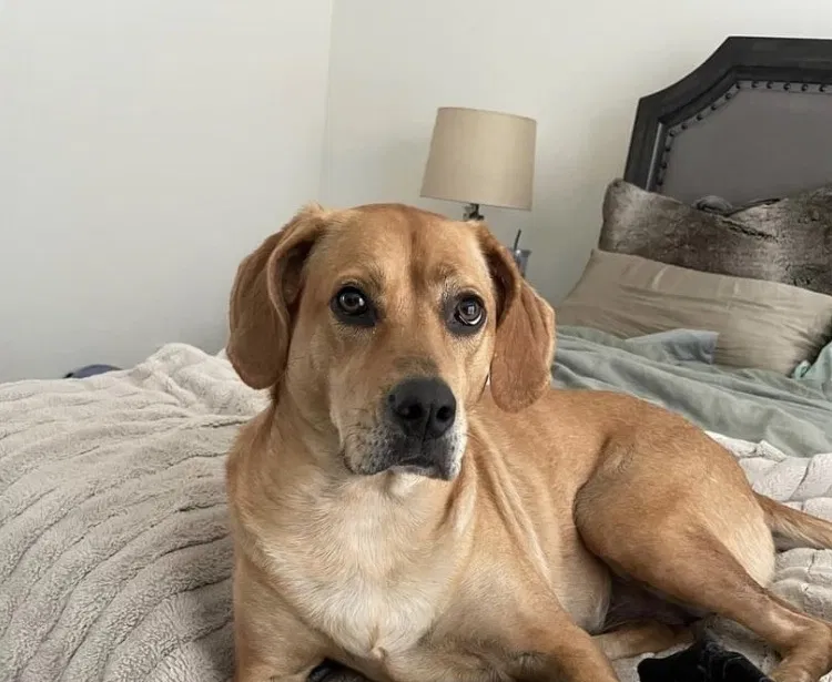 Lost dog in La Place, LA, 70068