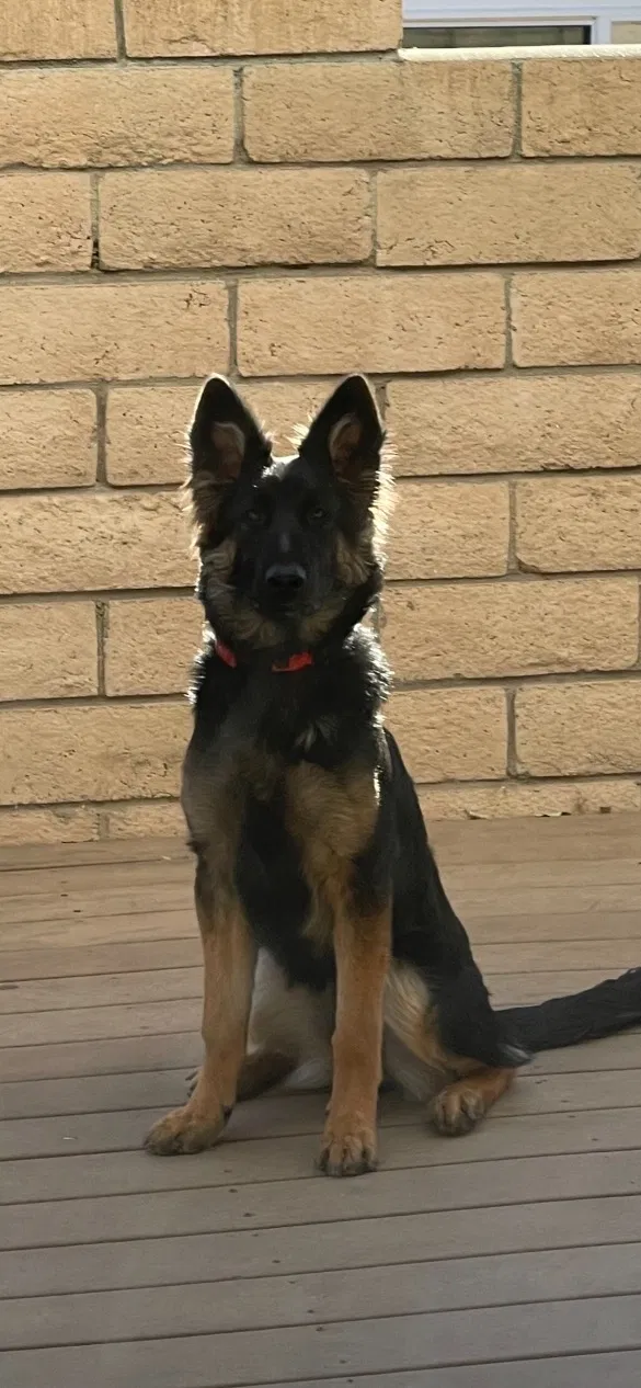 Lost dog in Corona, CA, 92882