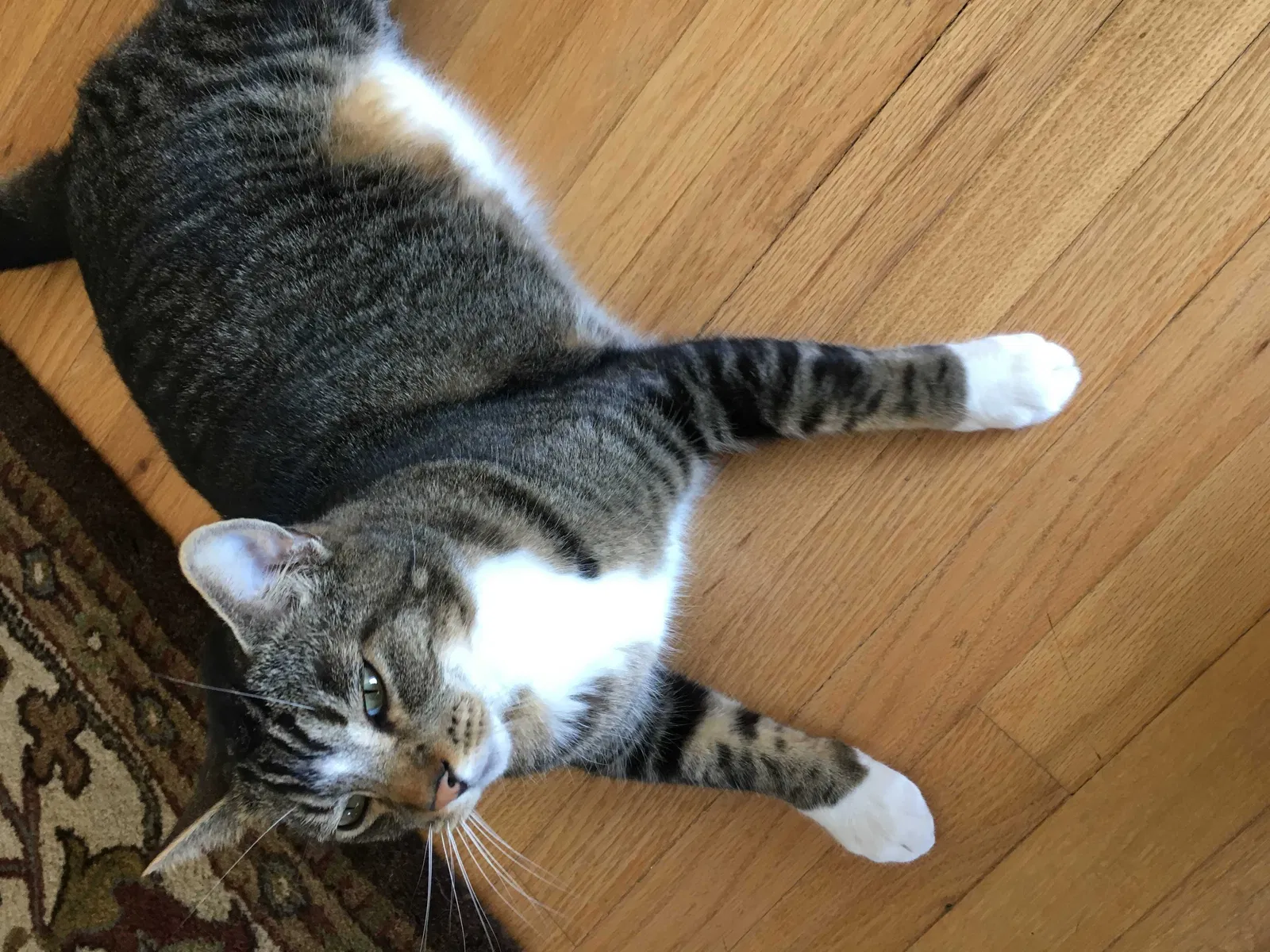 Lost cat in Redondo Beach, CA, 90277