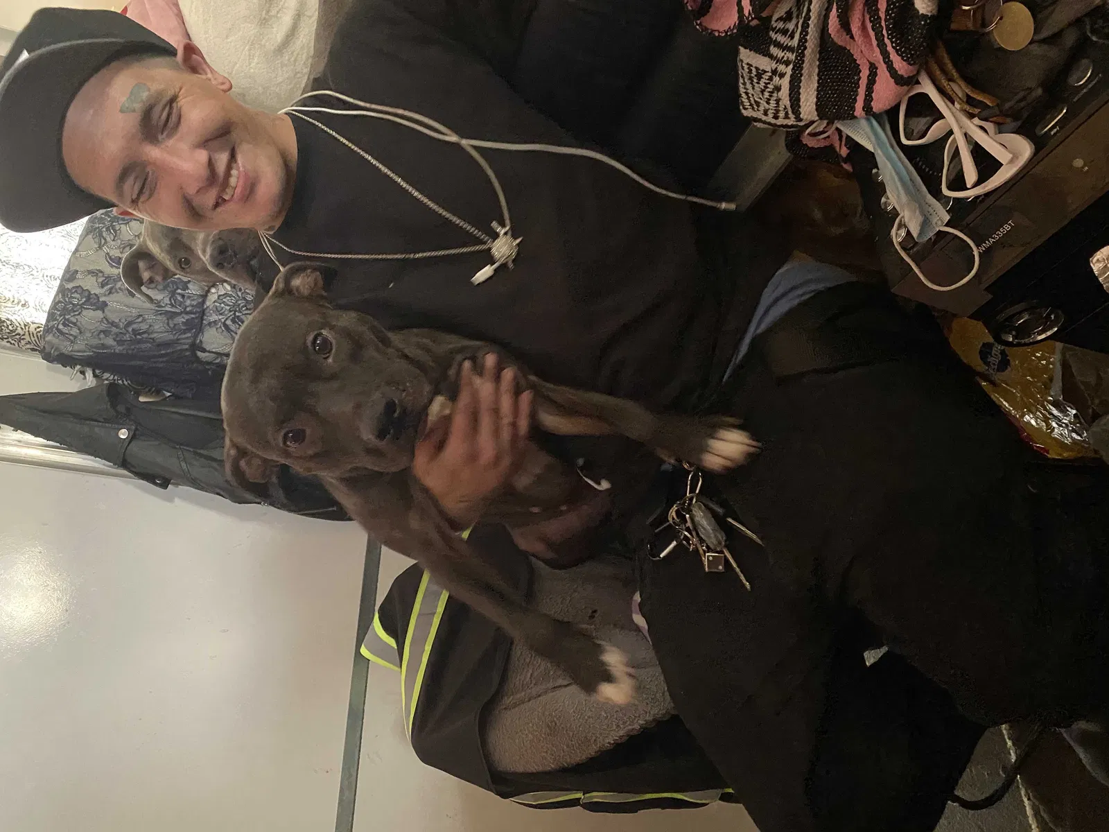 Lost dog in Los Angeles, CA, 90028