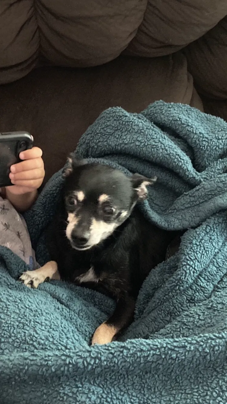 Lost dog in Louisville, KY, 40229