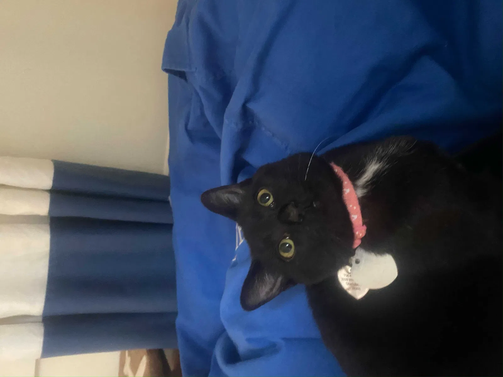 Lost cat in Charlotte, NC, 28203
