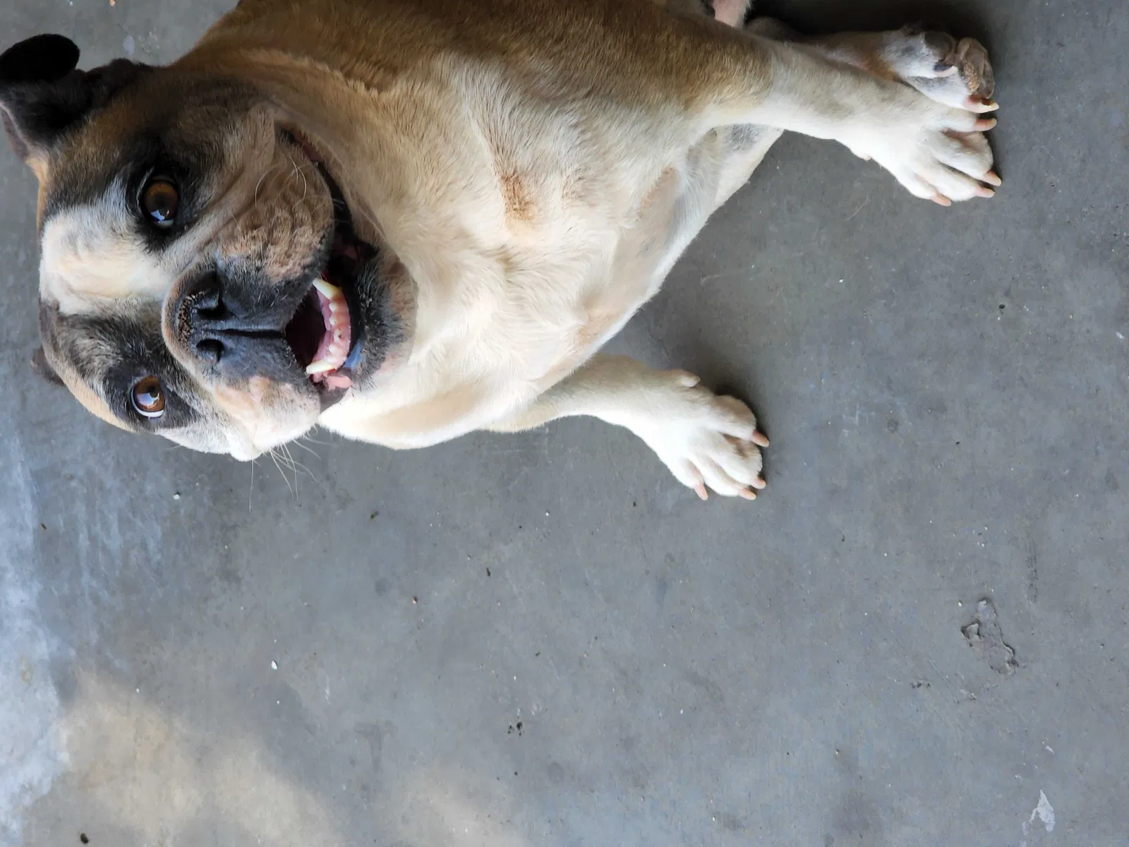 Lost dog in Las Cruces, NM, 88007