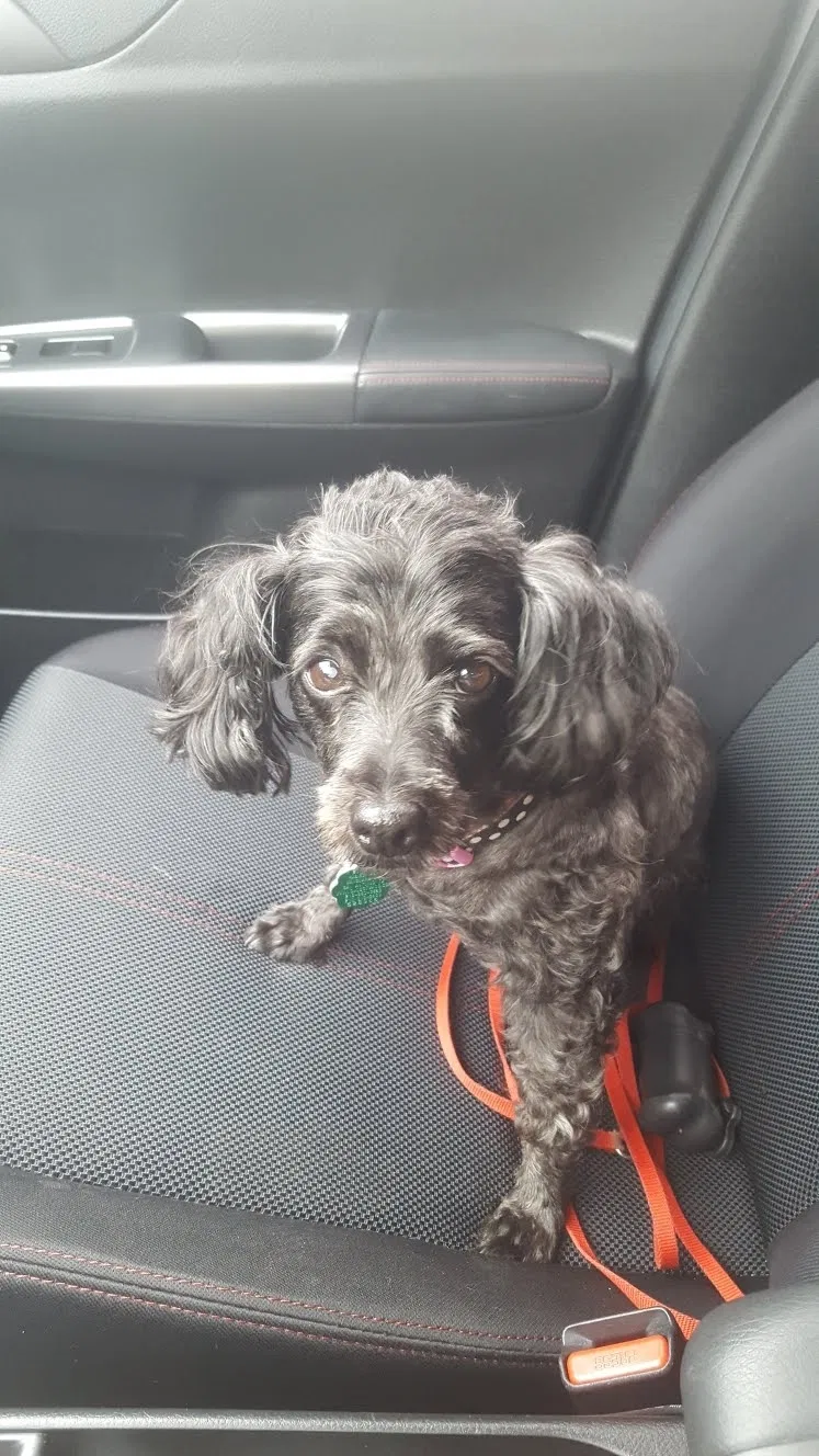 Lost dog in Chula Vista, CA, 91913