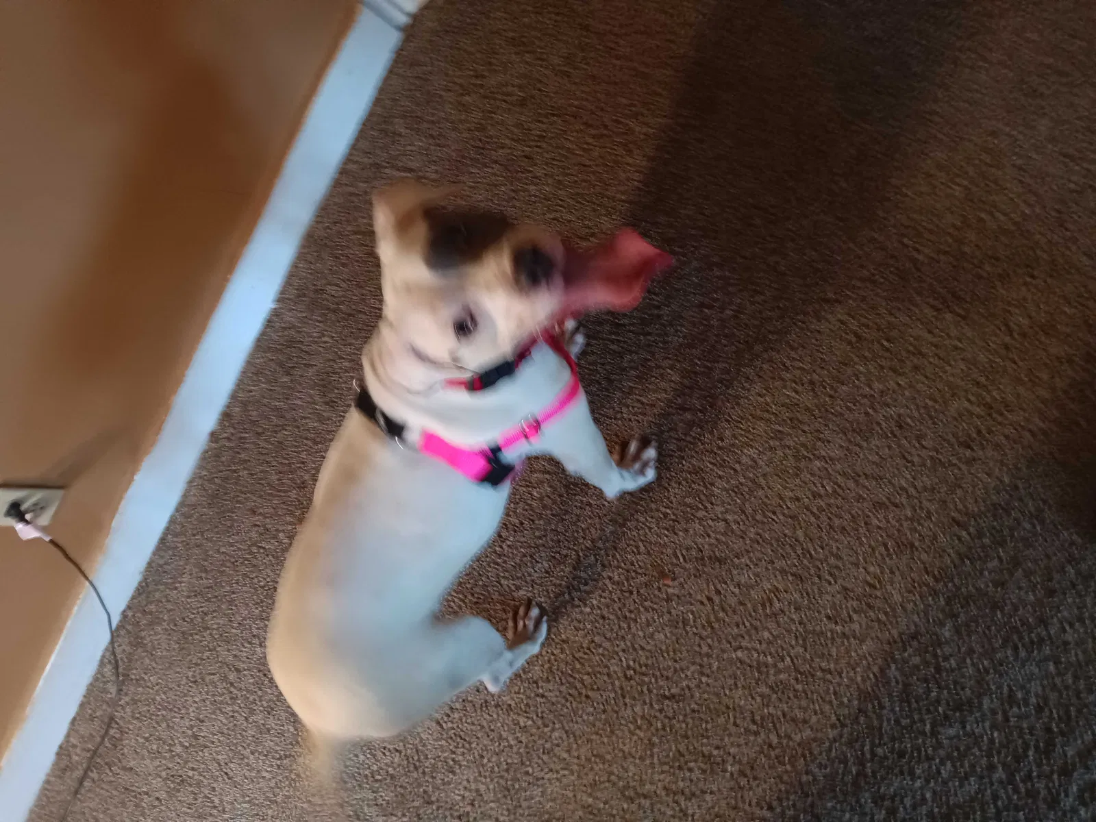 Lost dog in Detroit, MI, 48234
