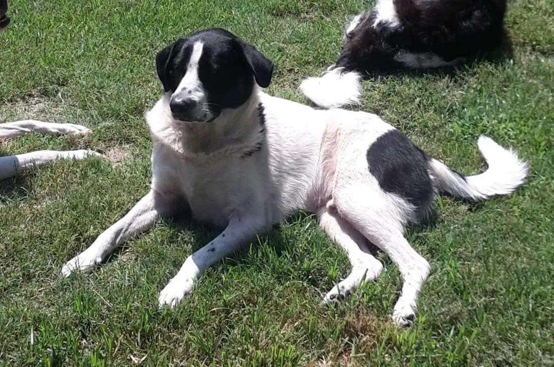 Lost dog in Plain Dealing, LA, 71064