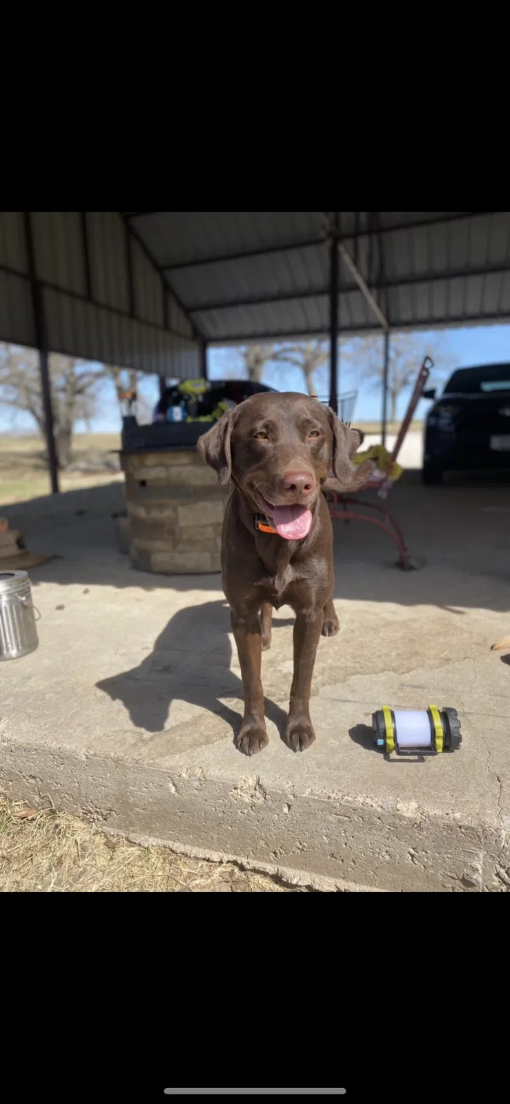 Lost dog in Springtown, TX, 76082