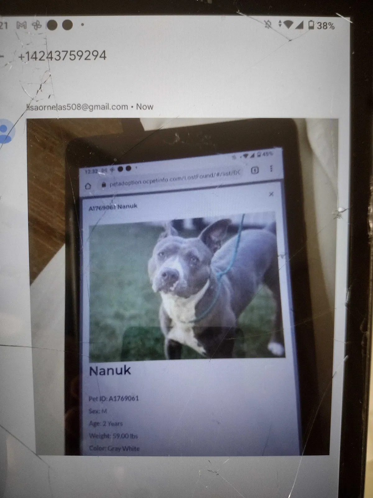 Lost dog in Los Angeles, CA, 90071