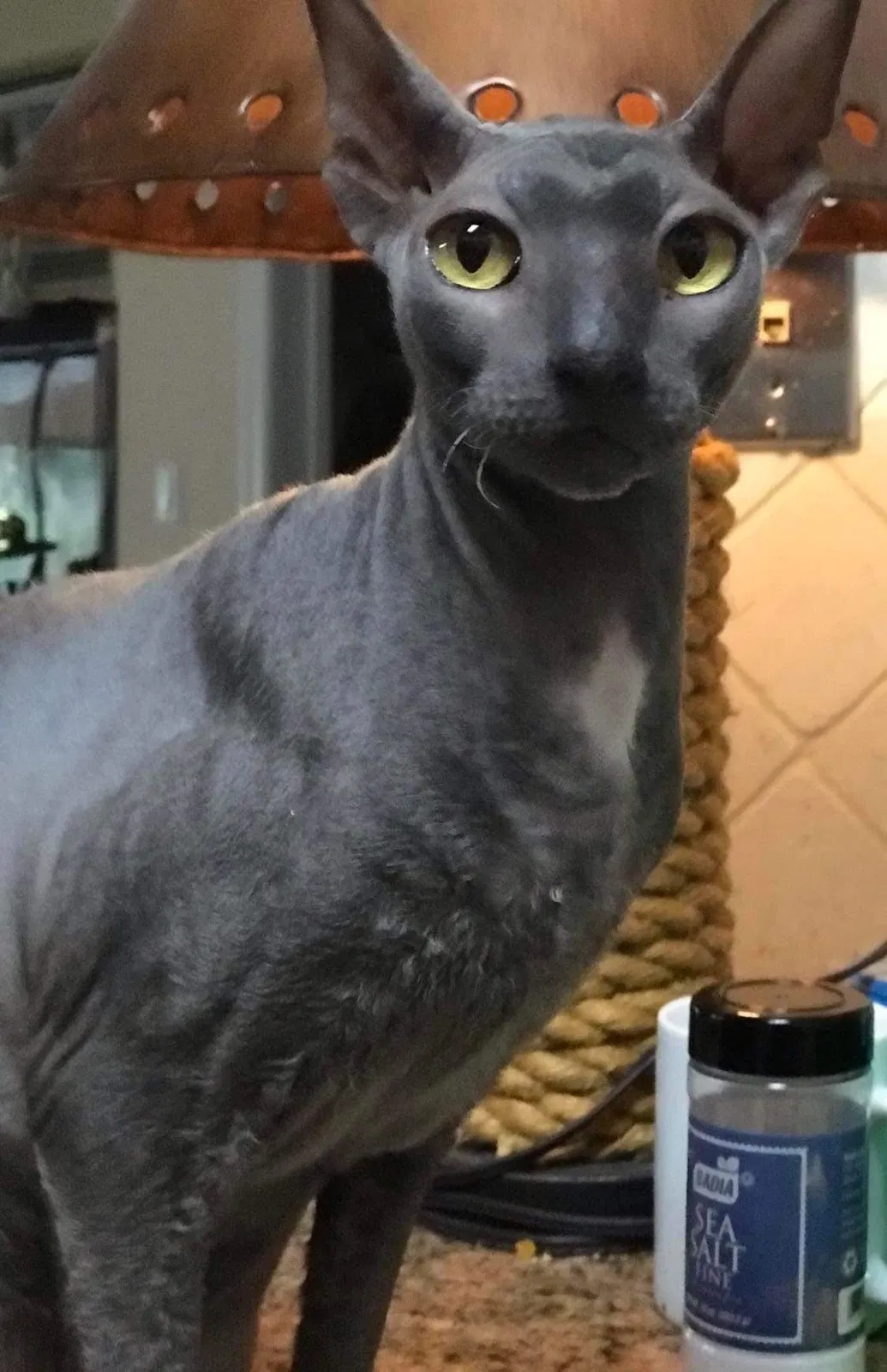 Lost cat in Boynton Beach, FL, 33435