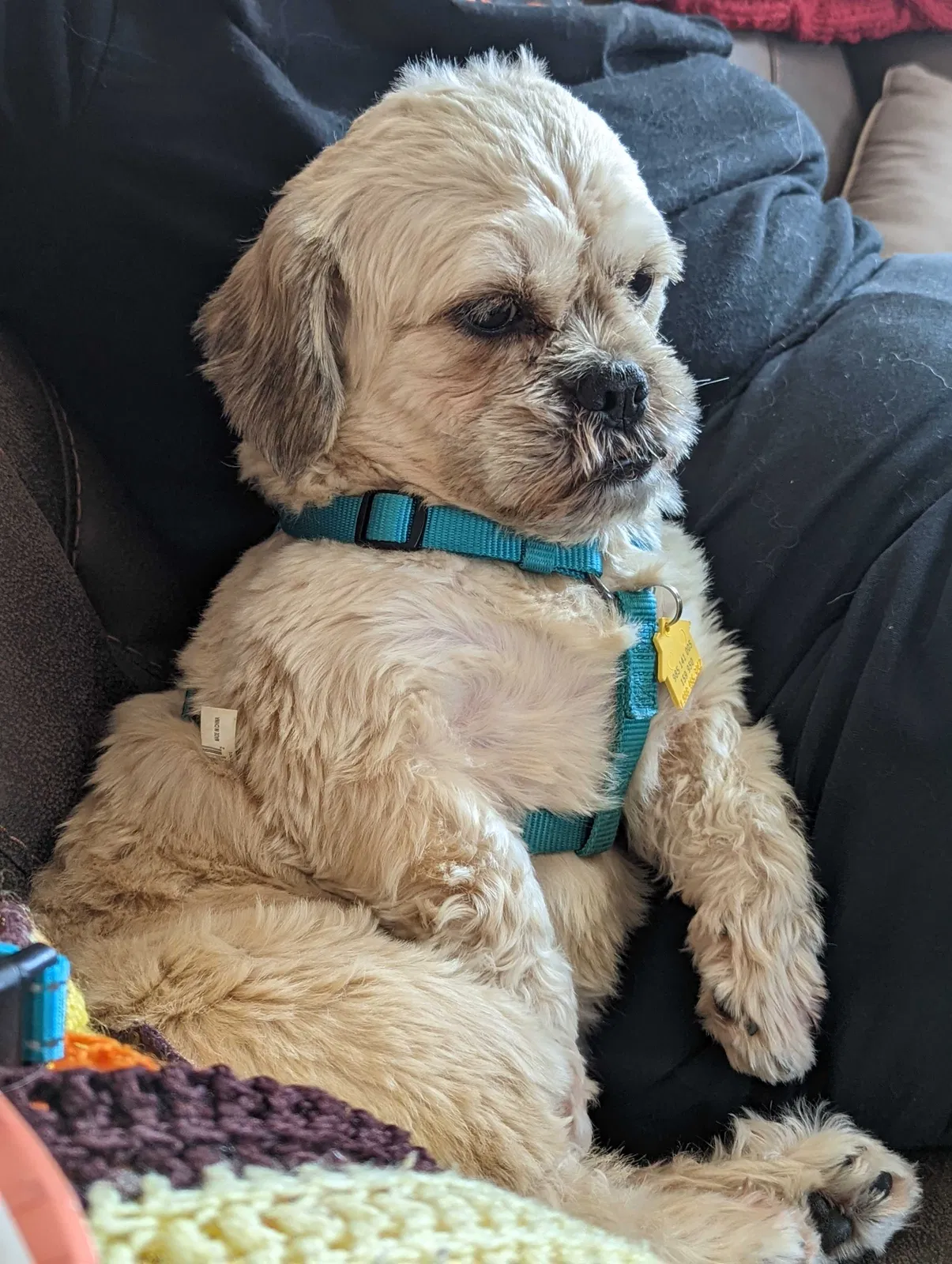 Lost dog in Nazareth, PA, 18064