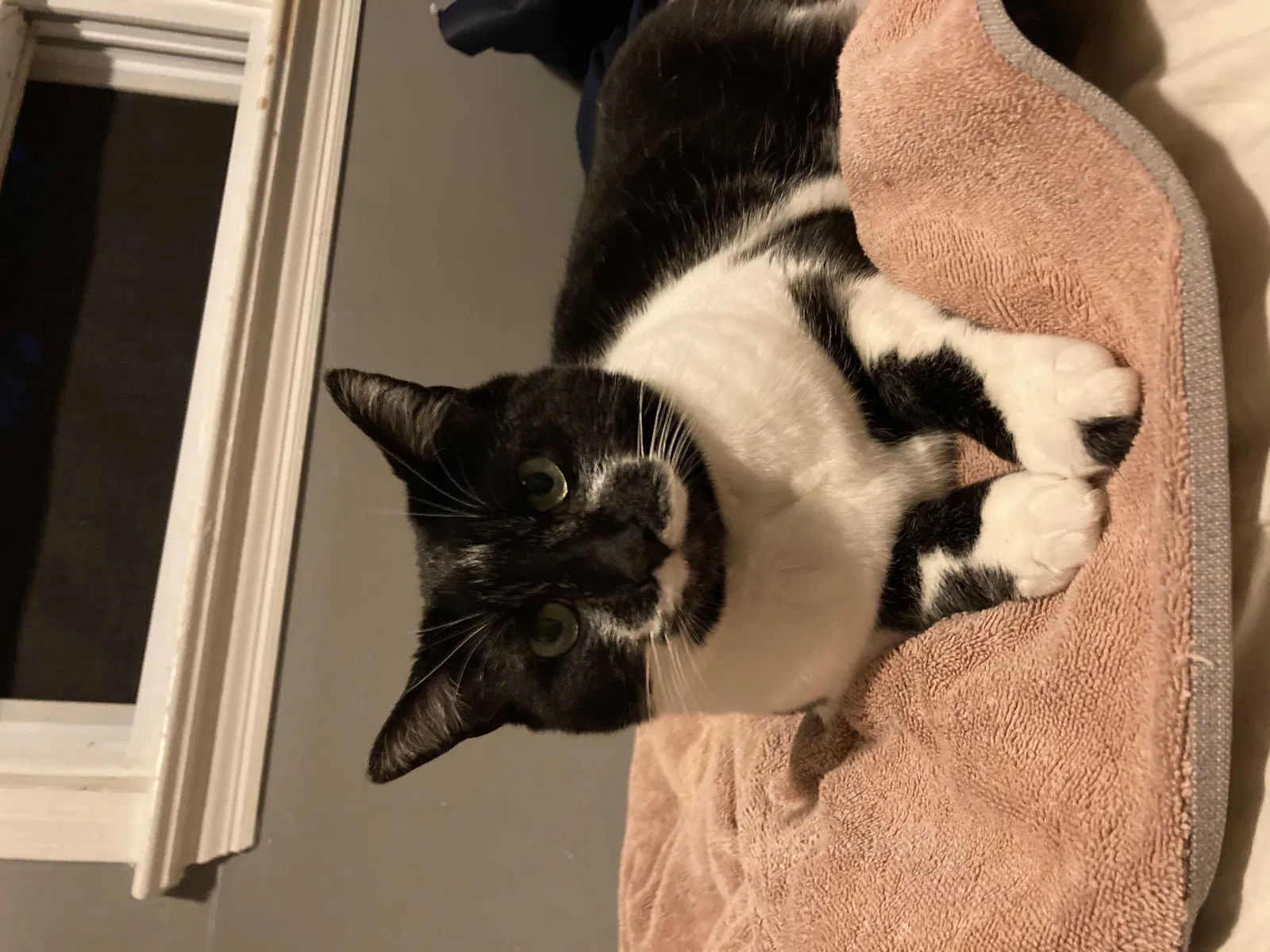 Lost cat in Hopewell Junction, NY, 12533