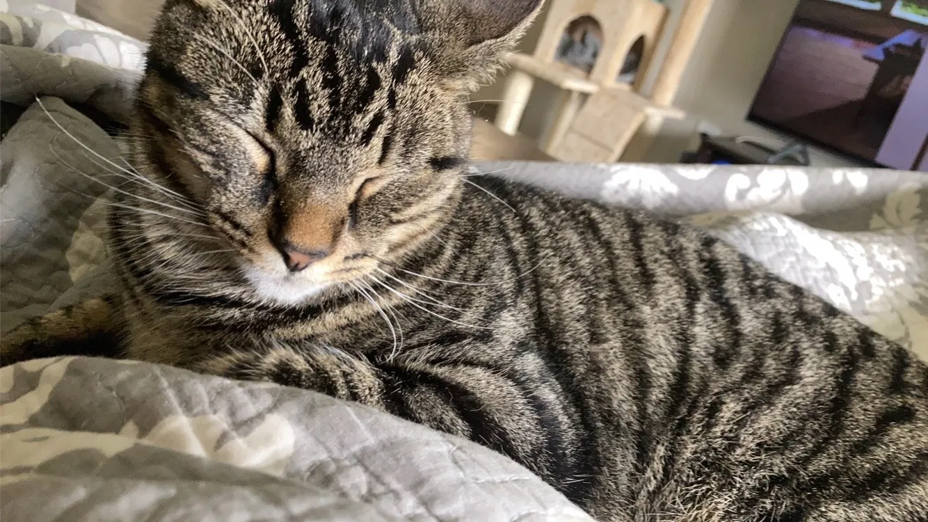 Lost cat in Des Moines, IA, 50321