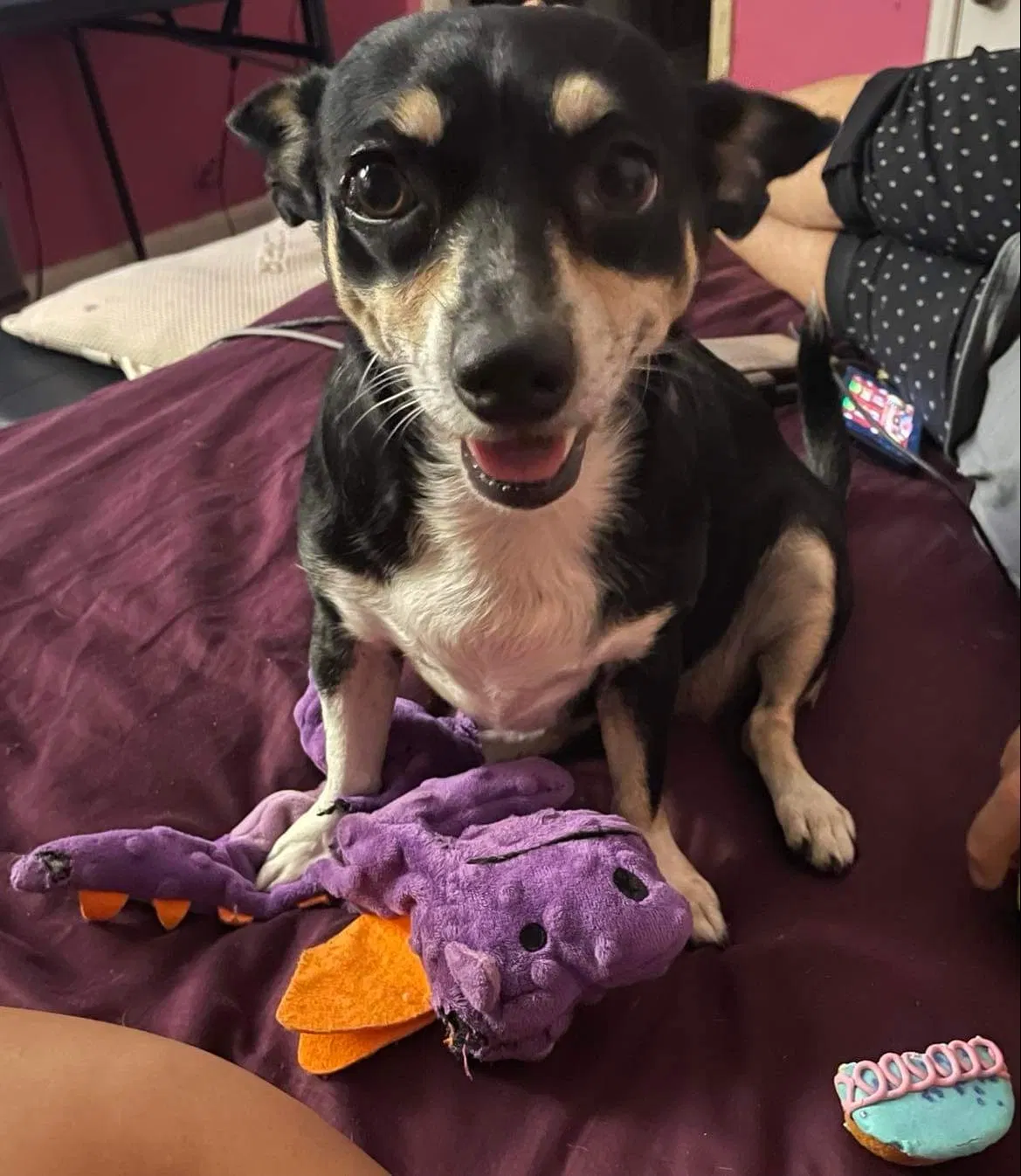 Lost dog in Corpus Christi, TX, 78412
