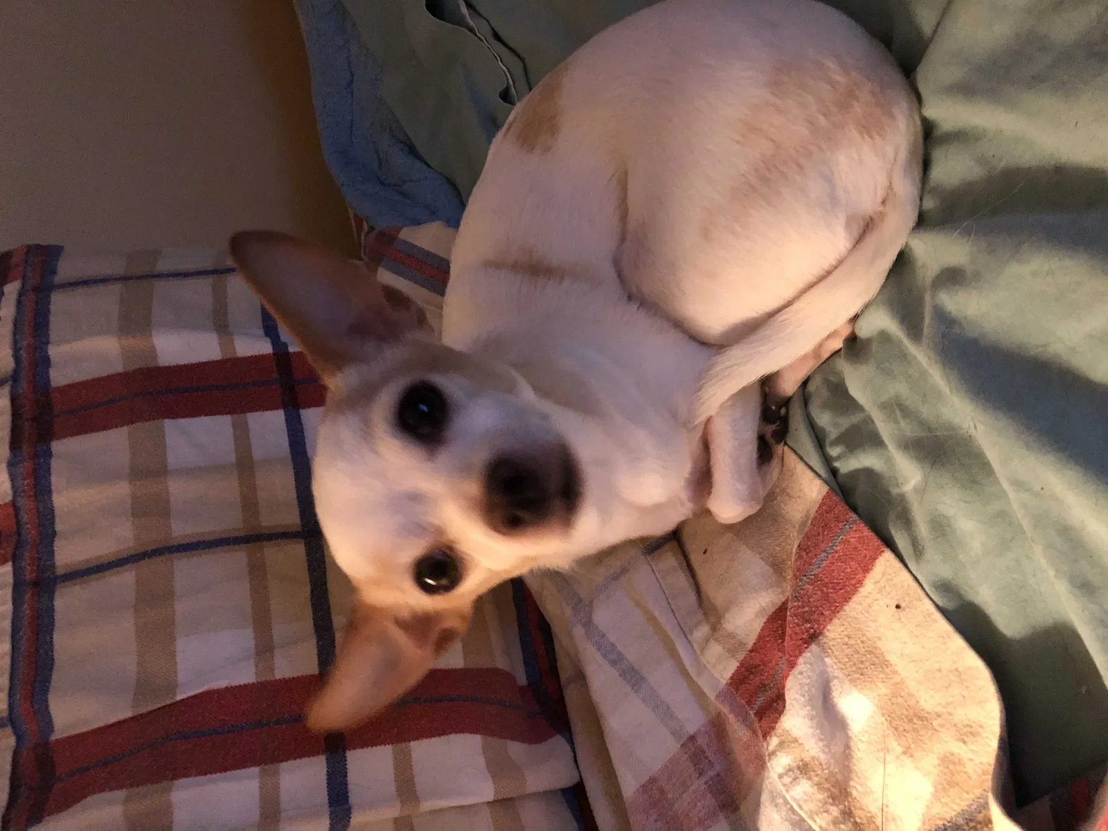 Lost dog in Redford, MI, 48239