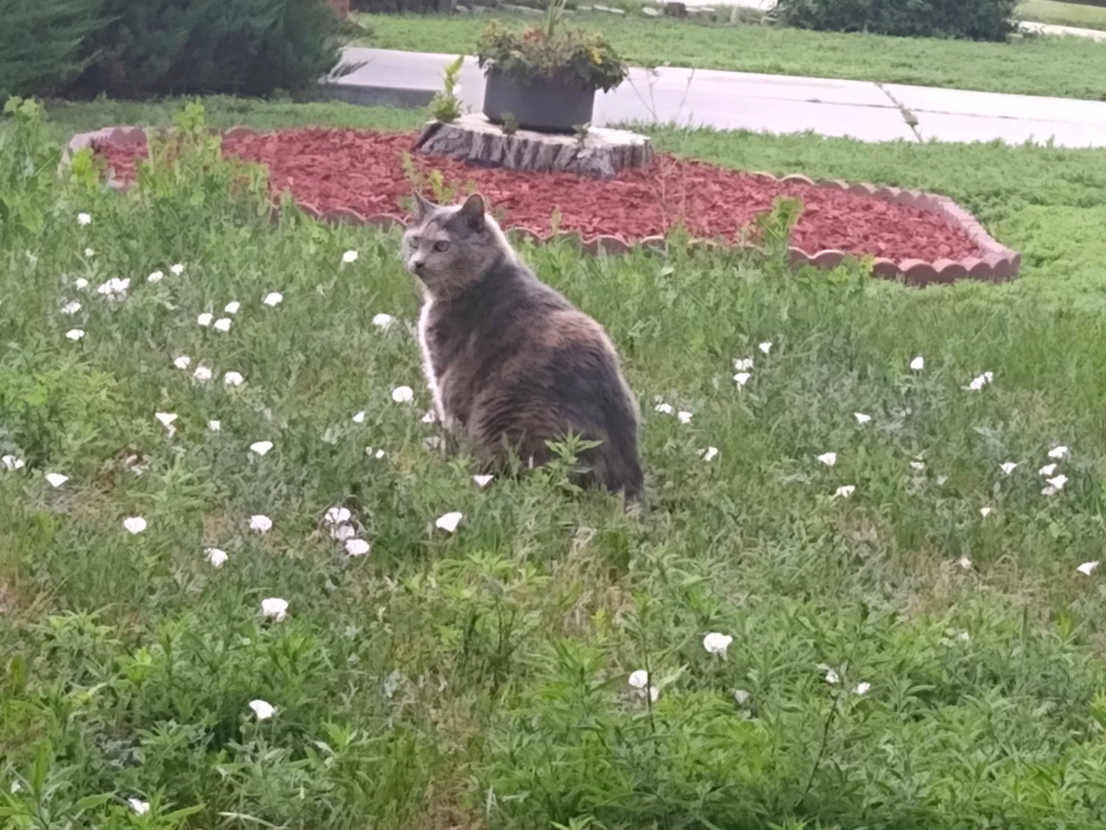 Lost cat in Denver, CO, 80229