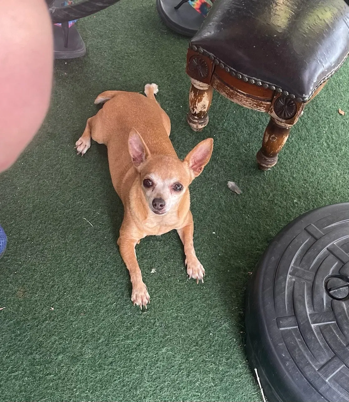 Lost dog in Universal City, TX, 78148