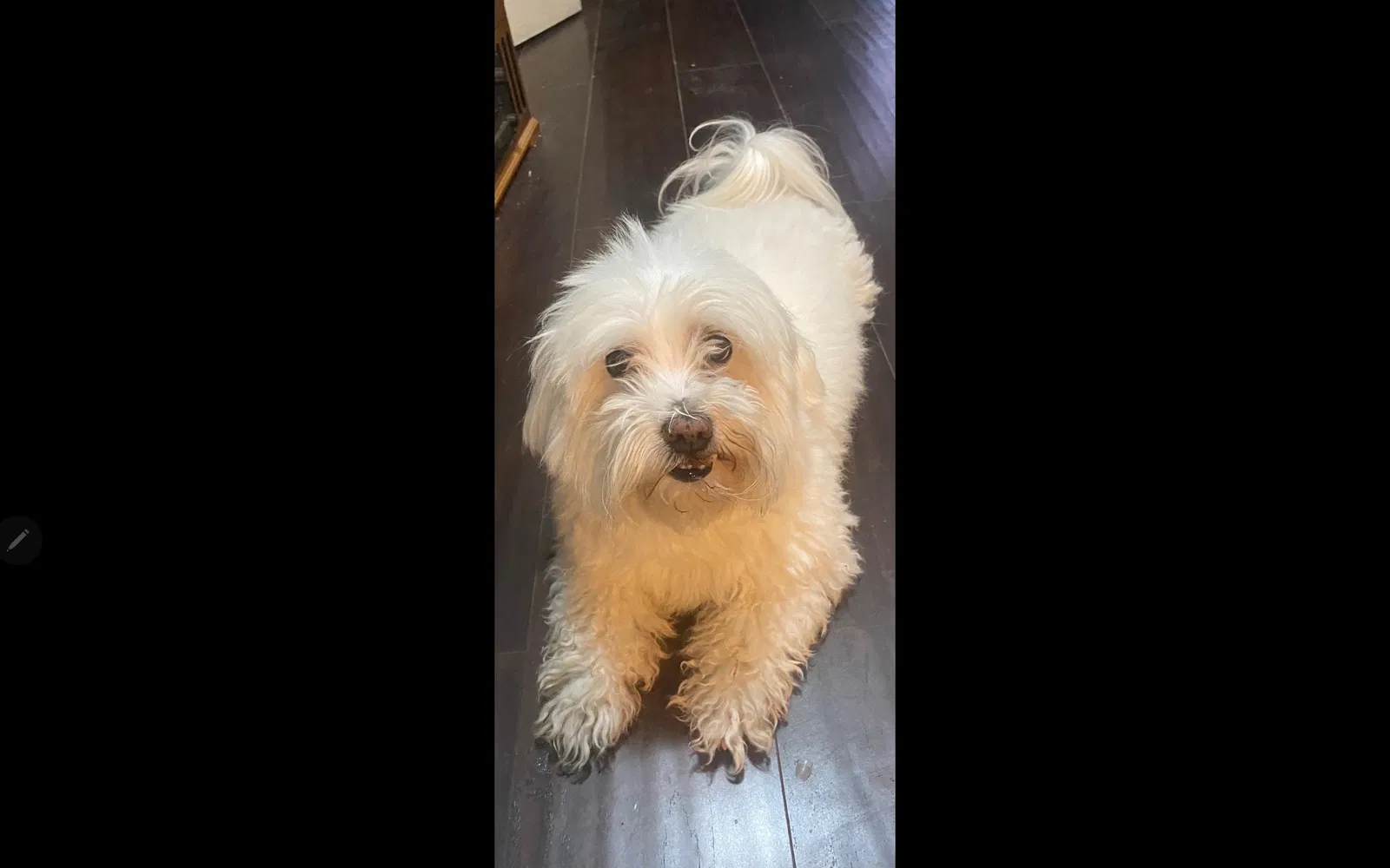 Lost dog in Victorville, CA, 92392