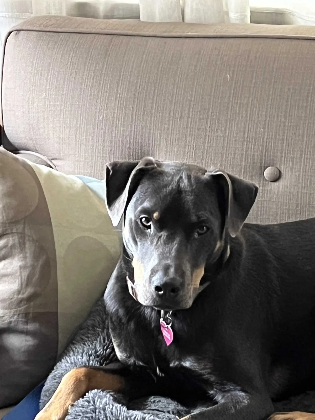 Lost dog in Watertown, CT, 6795