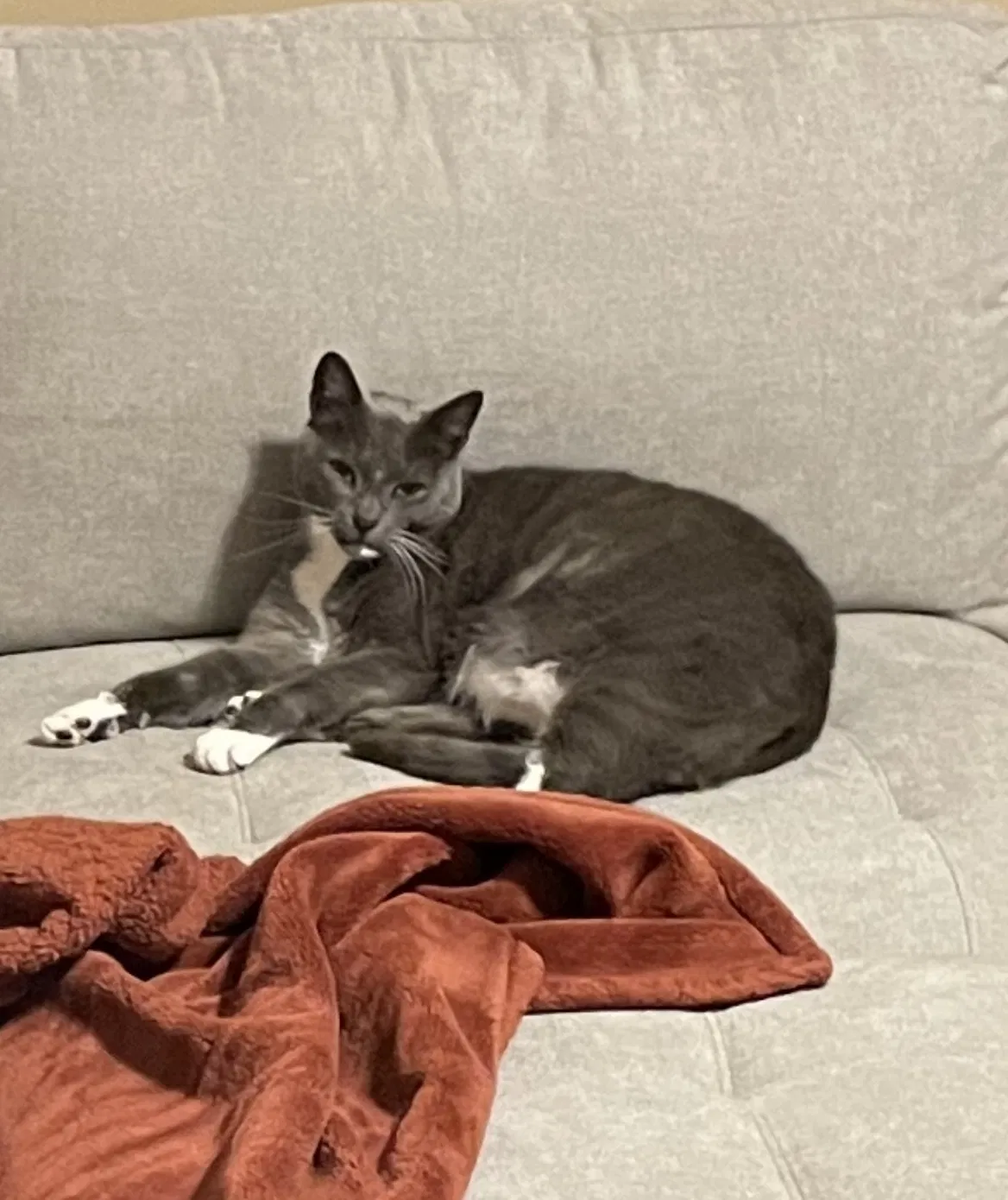Lost cat in Pittsburgh, PA, 15206