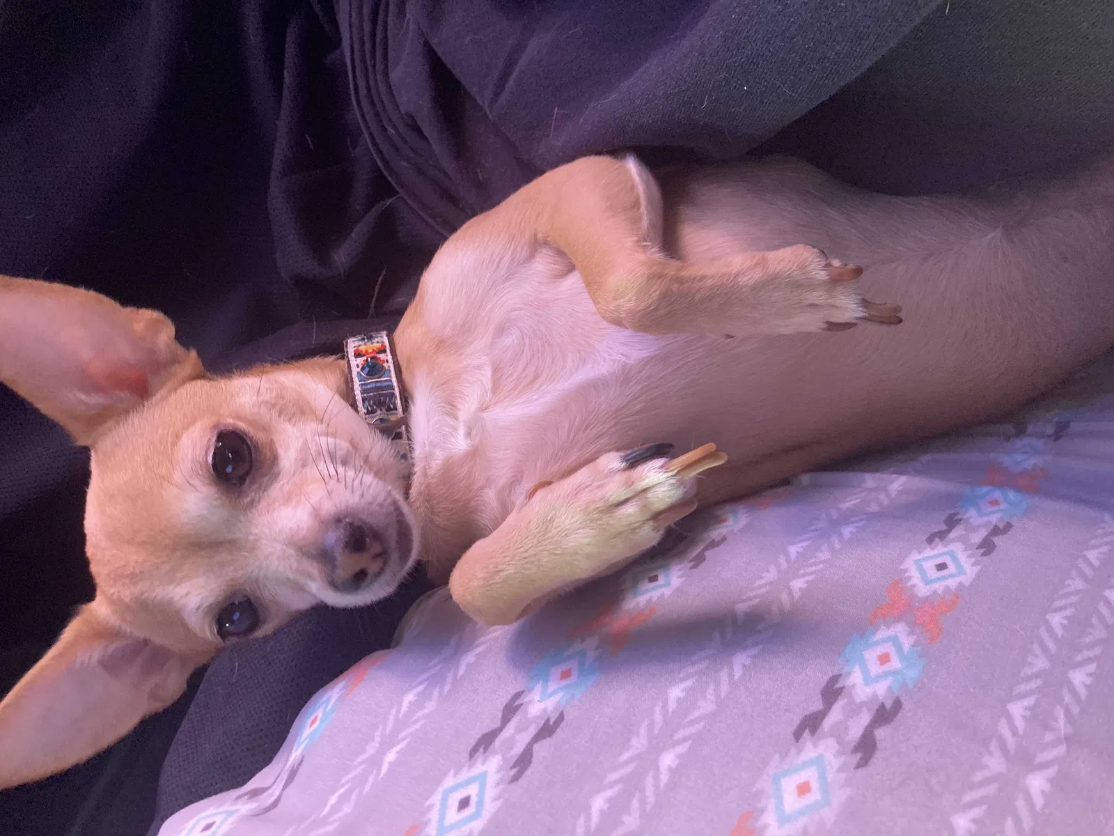 Lost dog in Salt Lake City, UT, 84123