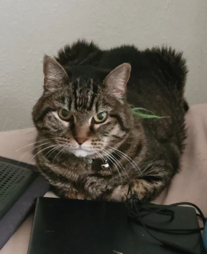 Lost cat in Carrollton, TX, 75006