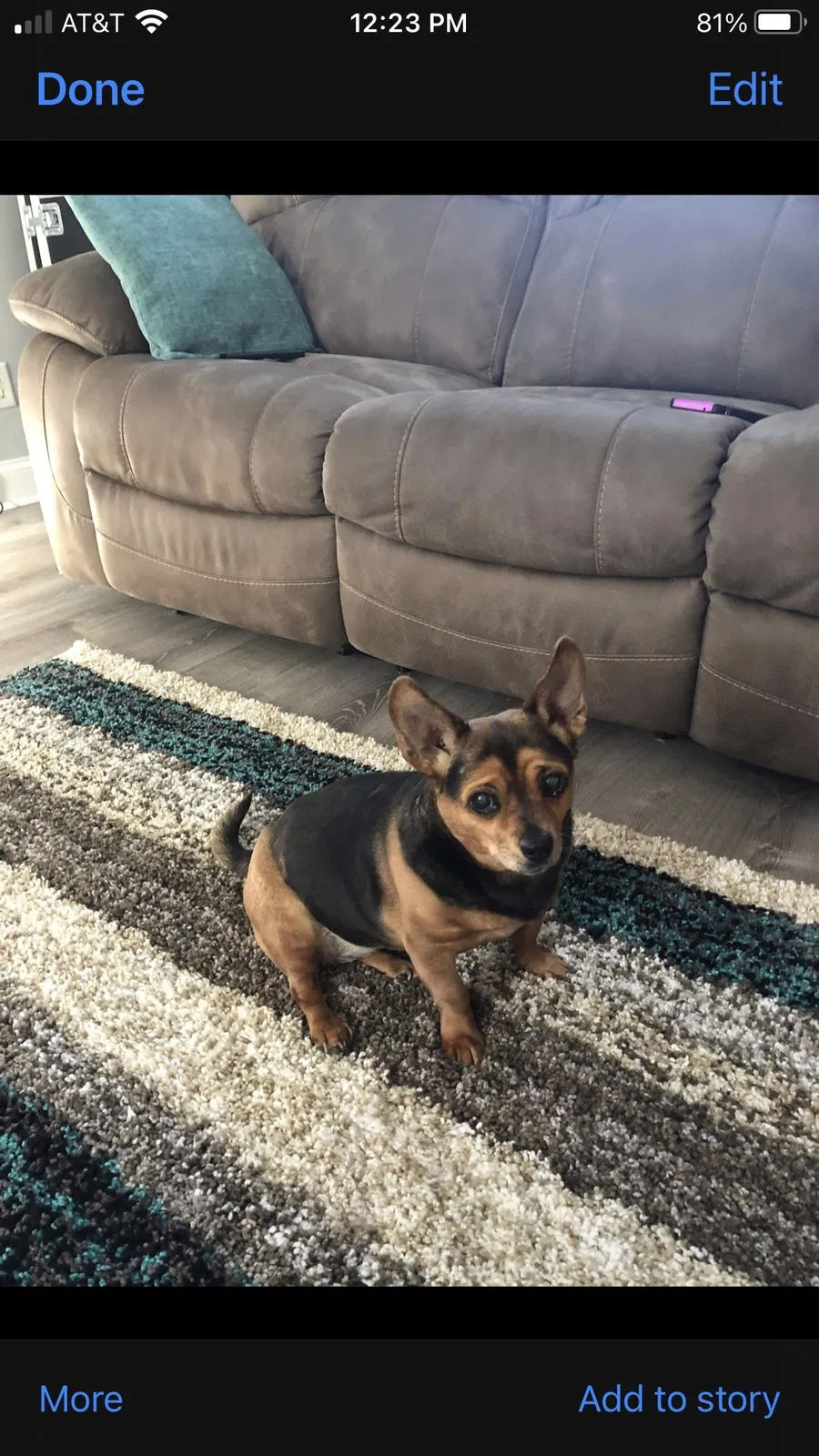 Lost dog in Whitehall, PA, 18052