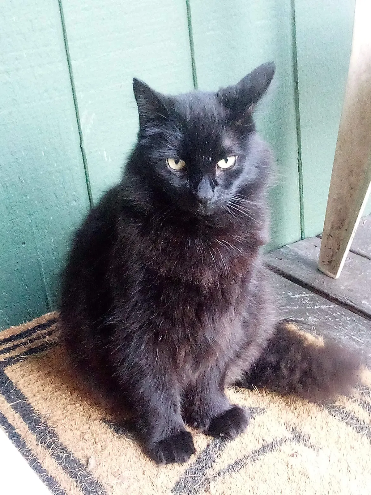 Lost cat in Shelton, WA, 98584
