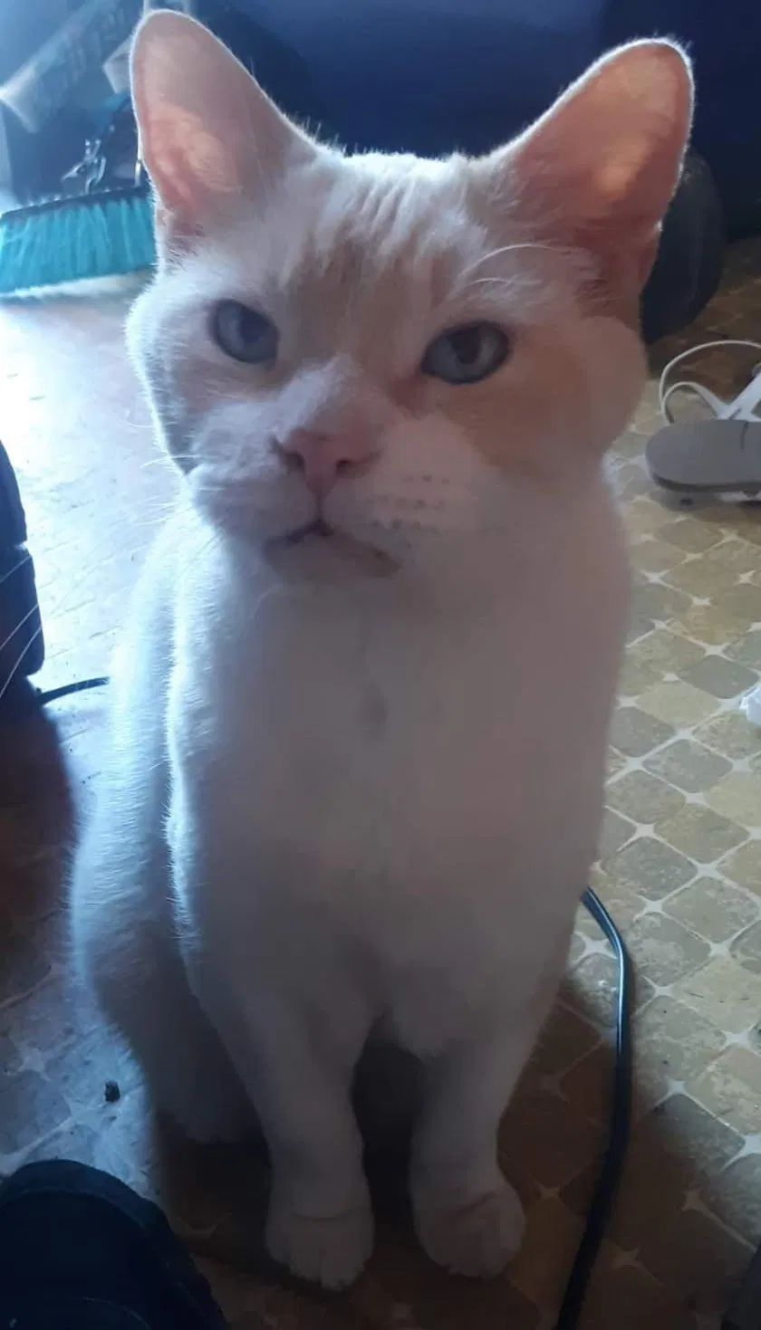 Lost cat in Sun Valley, NV, 89433