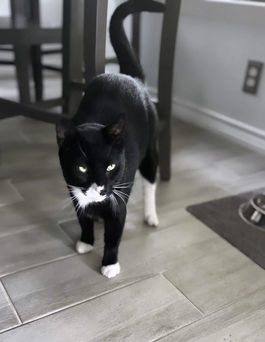 Lost cat in San Antonio, TX, 78247