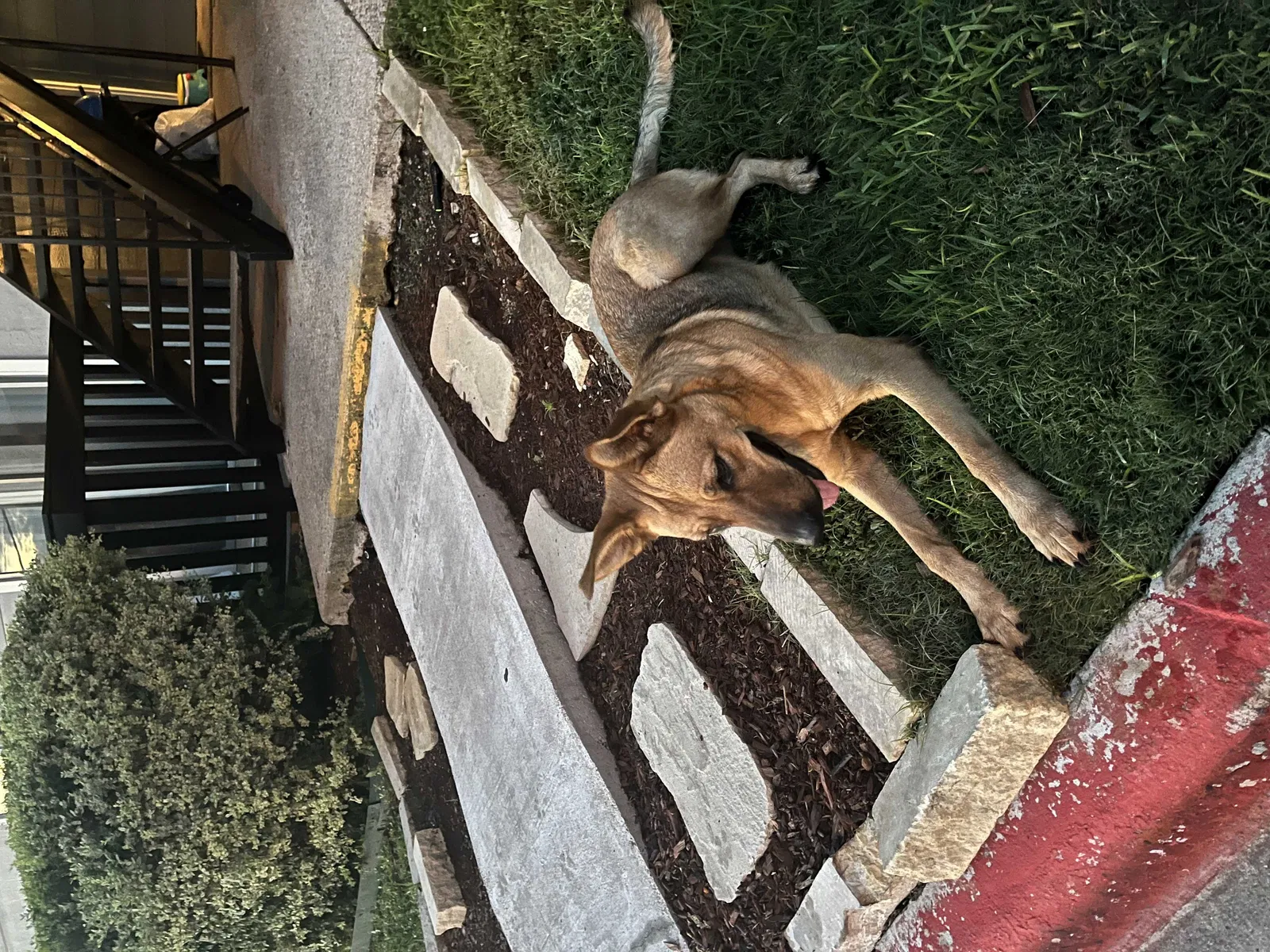 Found dog in Killeen, TX, 76543
