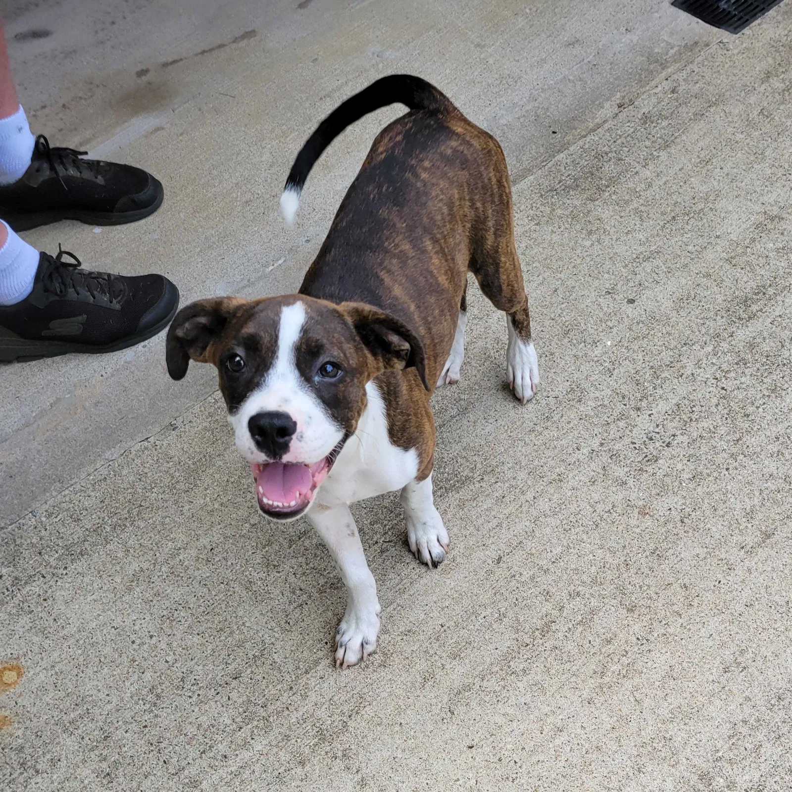 Found dog in Little Rock, AR, 72210