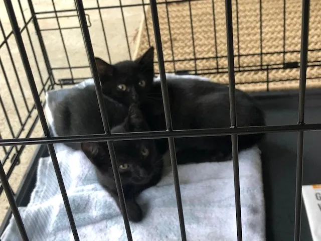 Found cat in Milledgeville, GA, 31061