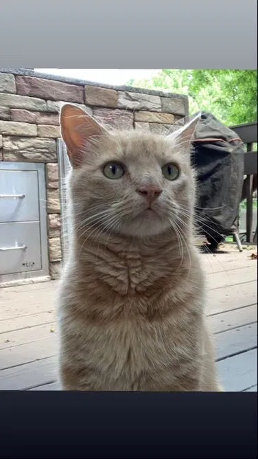 Lost cat in Montrose, CO, 81401