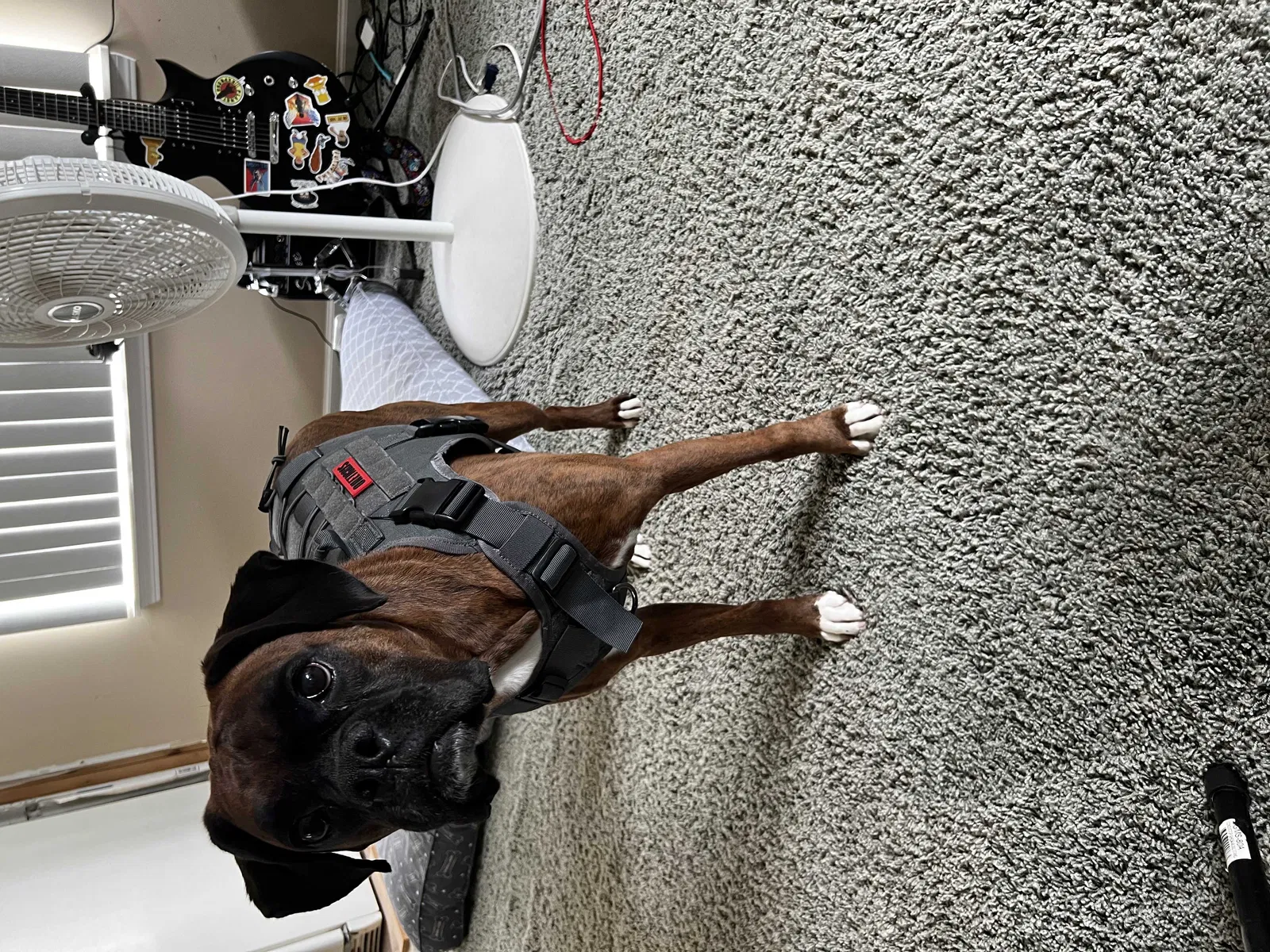 Lost dog in Matteson, IL, 60443