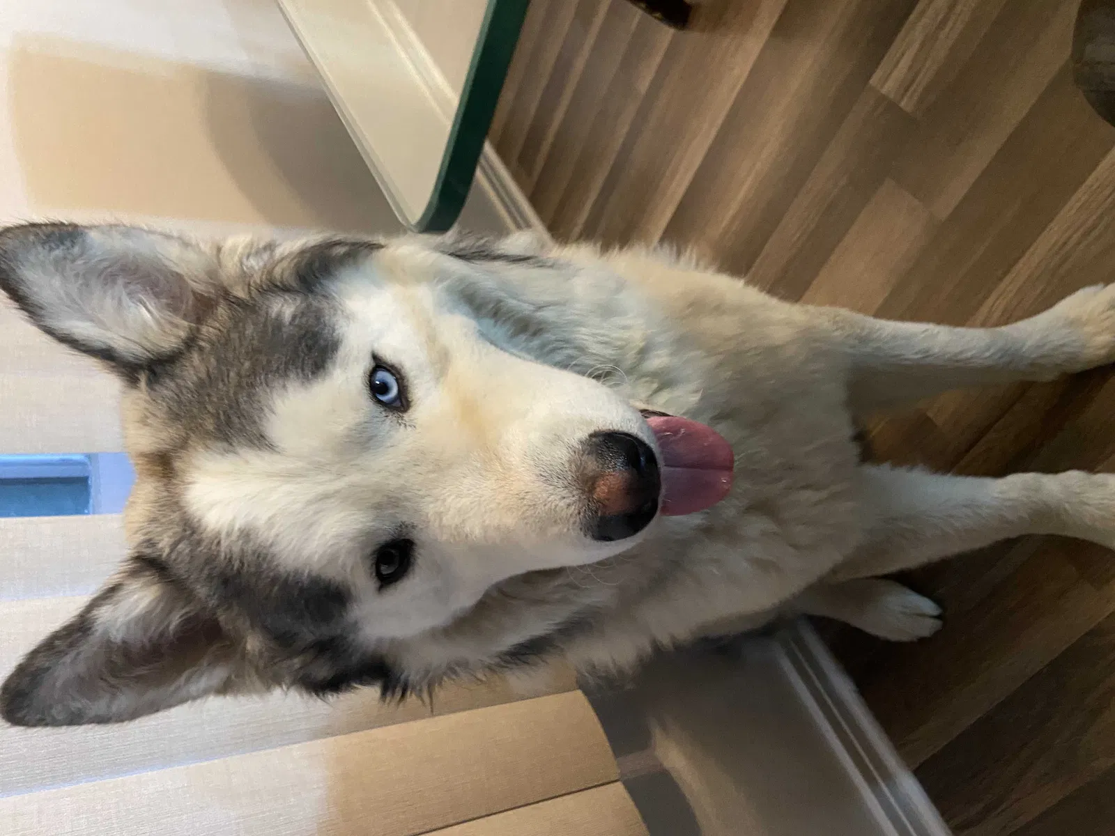 Lost dog in Brighton, CO, 80601